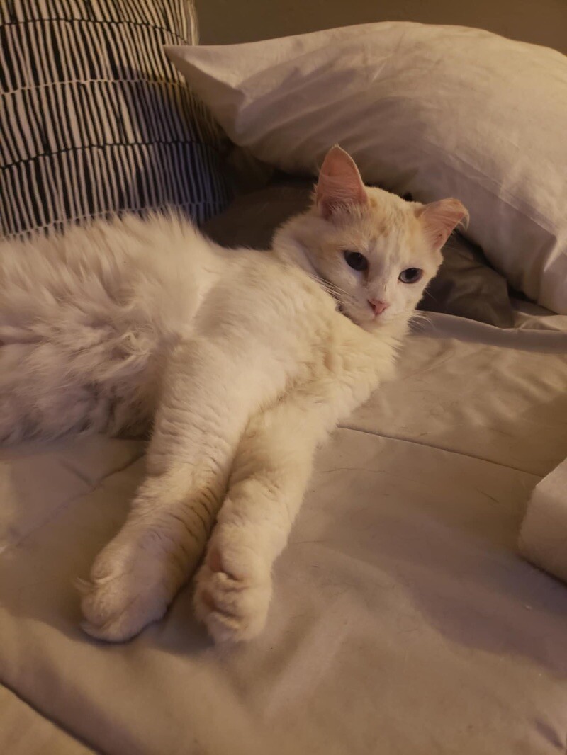 Vanilla