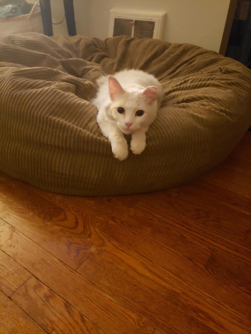 Vanilla