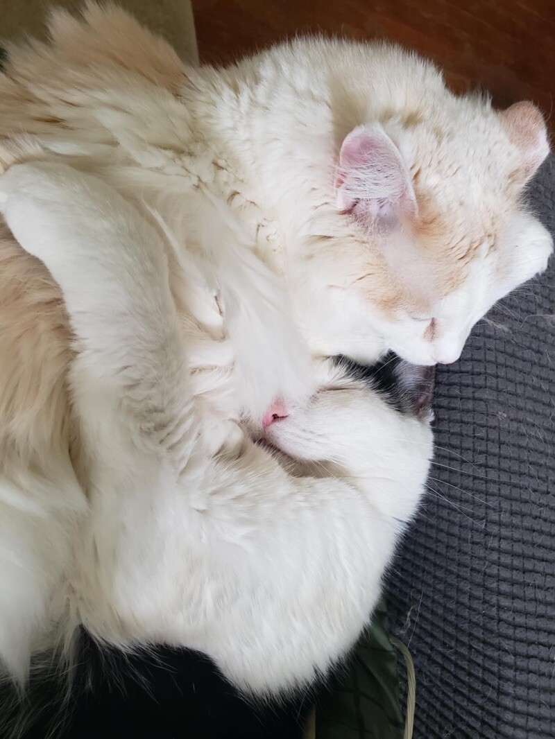 Vanilla