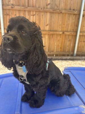 Lewis Hamilton, Young Male Cocker Spaniel