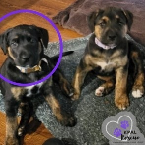 Zebra - Safari Litter, an adoptable Bernese Mountain Dog, Mixed Breed in Kenai, AK, 99611 | Photo Image 1