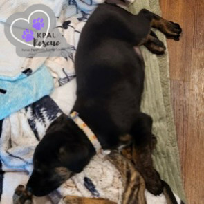 Zebra - Safari Litter, an adoptable Bernese Mountain Dog, Mixed Breed in Kenai, AK, 99611 | Photo Image 2