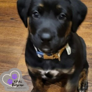 Zebra - Safari Litter, an adoptable Bernese Mountain Dog, Mixed Breed in Kenai, AK, 99611 | Photo Image 3