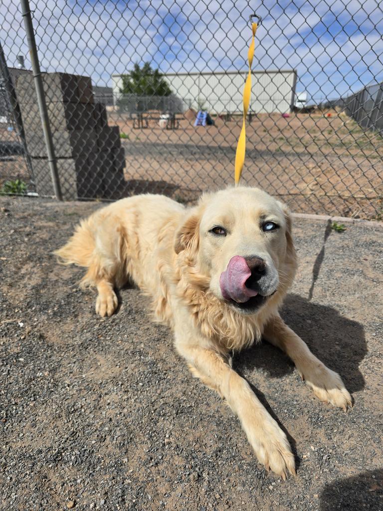 Bluey, an adoptable Great Pyrenees in Holbrook, AZ, 86025 | Photo Image 1