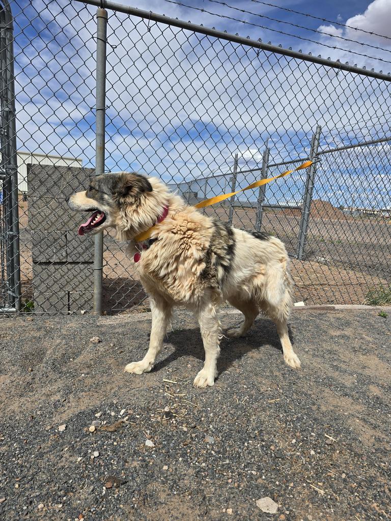 Dot, an adoptable Great Pyrenees in Holbrook, AZ, 86025 | Photo Image 1