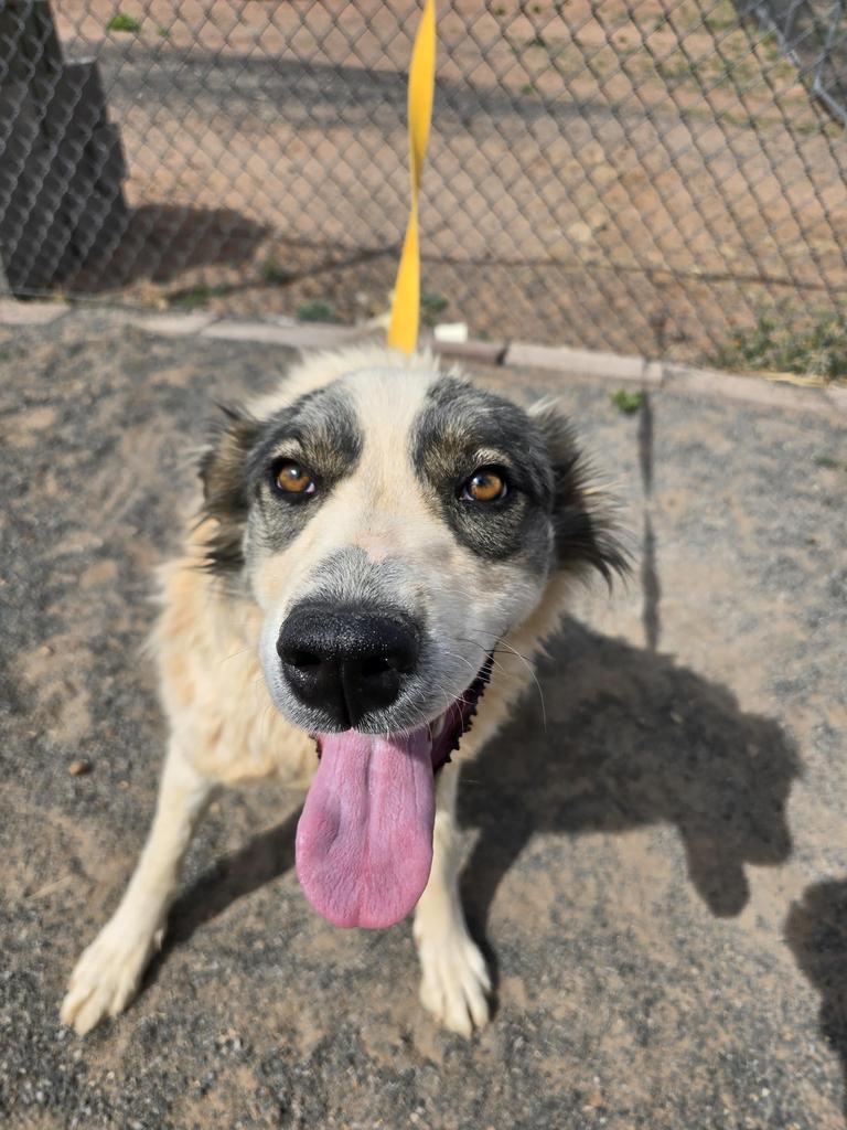Dot, an adoptable Great Pyrenees in Holbrook, AZ, 86025 | Photo Image 2