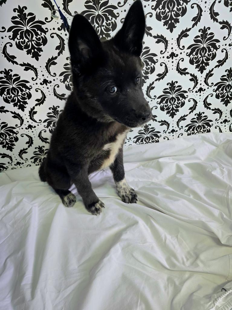 Zeniba, an adoptable Shepherd, Akita in Holbrook, AZ, 86025 | Photo Image 1