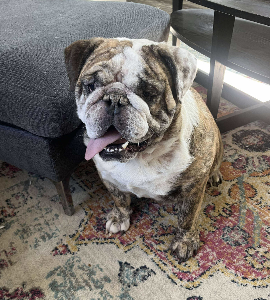 Dozer