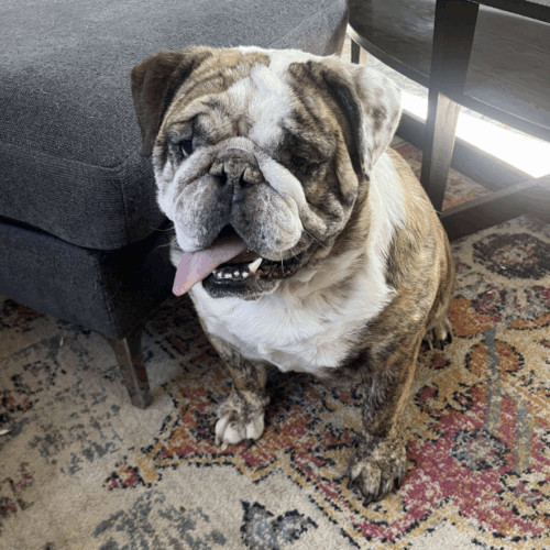 Dozer