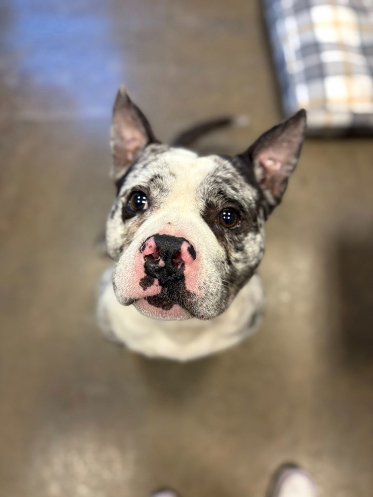 Zeus