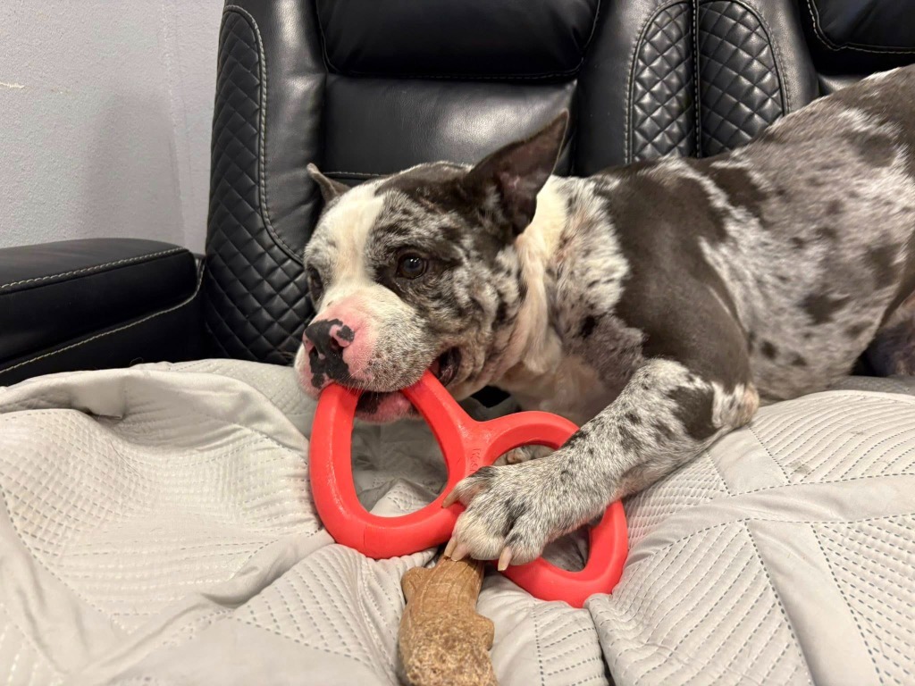 Zeus