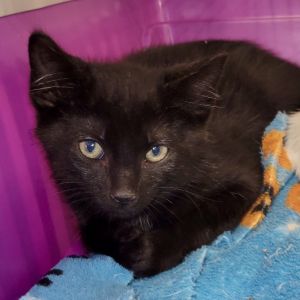 Please visit our website wwwferalfelinefriendsorg to learn more about this feline and to see other