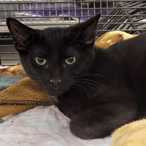 Hello Friends my name is Hiccup I am exceptionally skilled at entertaining humans I love to play 