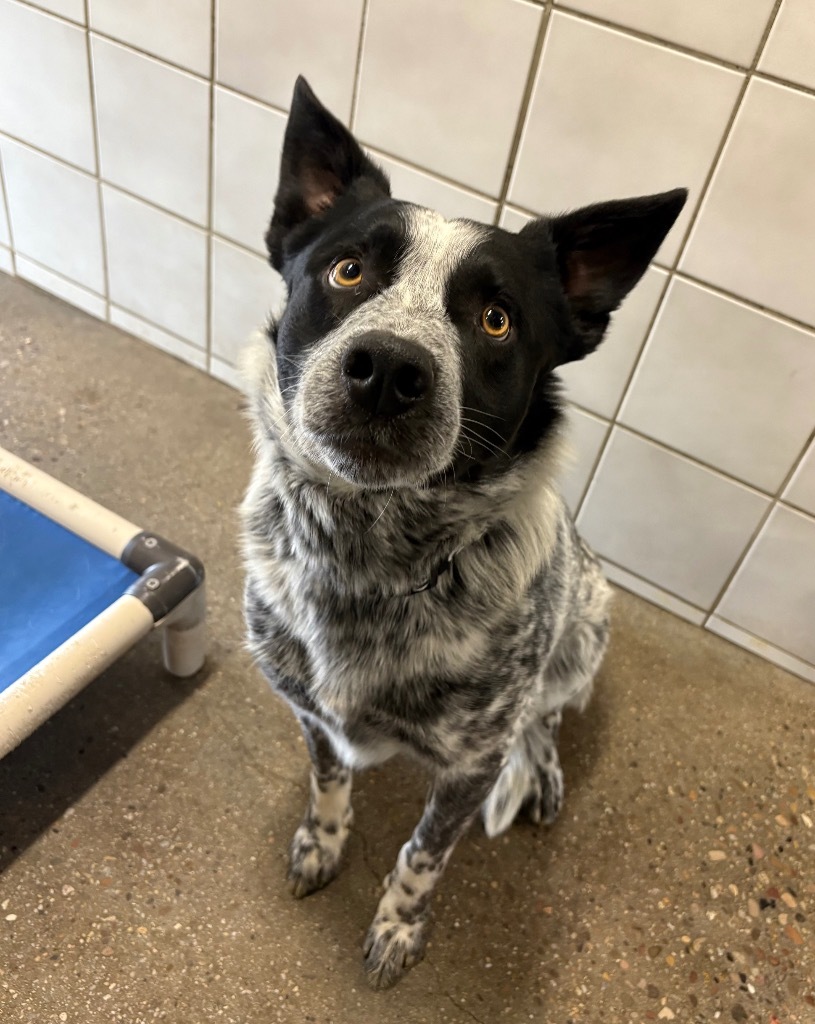 Kane, an adoptable Cattle Dog in Rock Springs, WY, 82901 | Photo Image 1