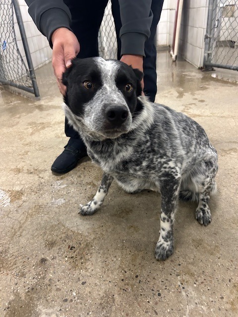 Kane, an adoptable Cattle Dog in Rock Springs, WY, 82901 | Photo Image 2