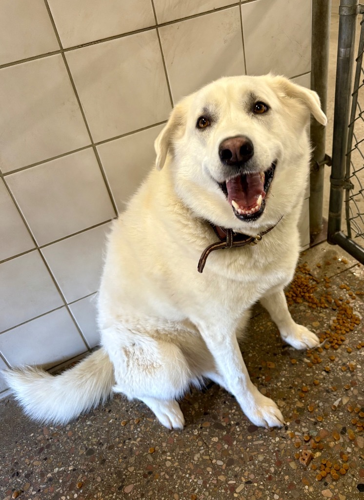 Karma, an adoptable Husky, Mixed Breed in Rock Springs, WY, 82901 | Photo Image 1