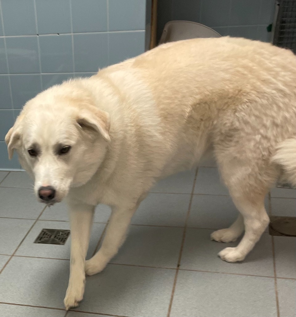 Karma, an adoptable Husky, Mixed Breed in Rock Springs, WY, 82901 | Photo Image 2