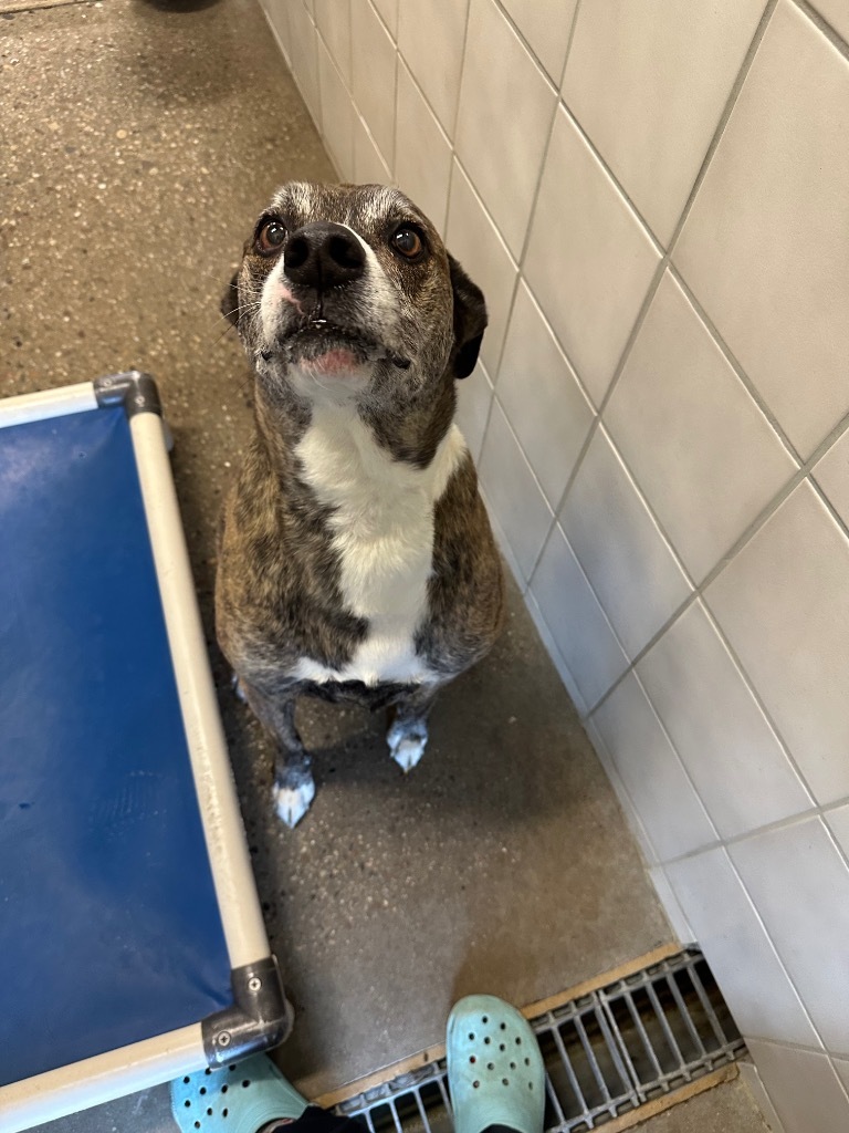 Tucker, an adoptable Mountain Cur in Rock Springs, WY, 82901 | Photo Image 1