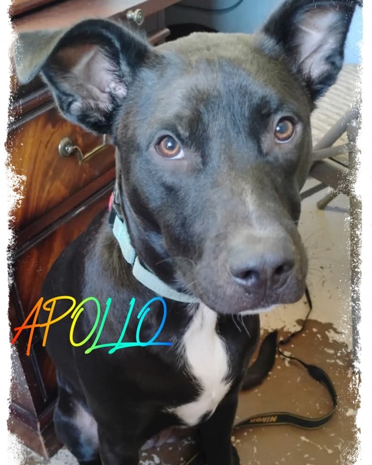 Apollo