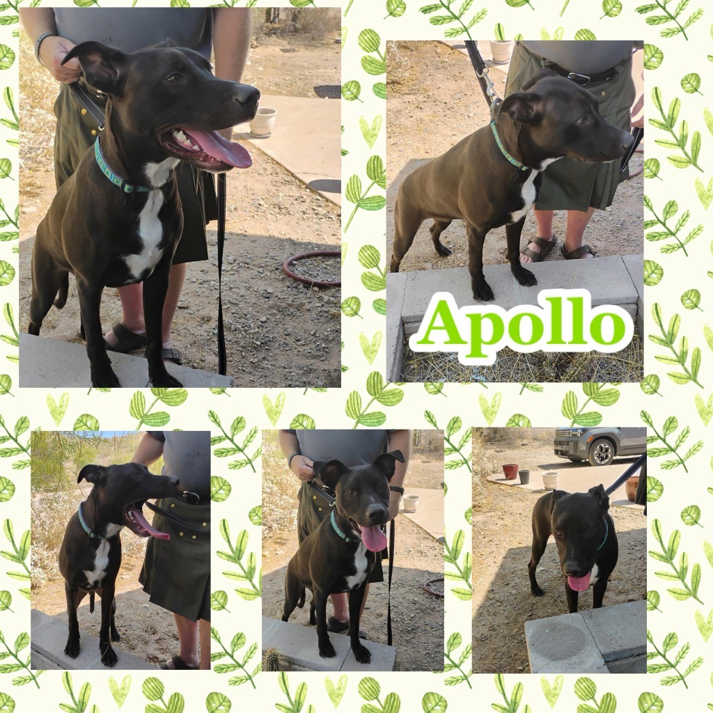 Apollo