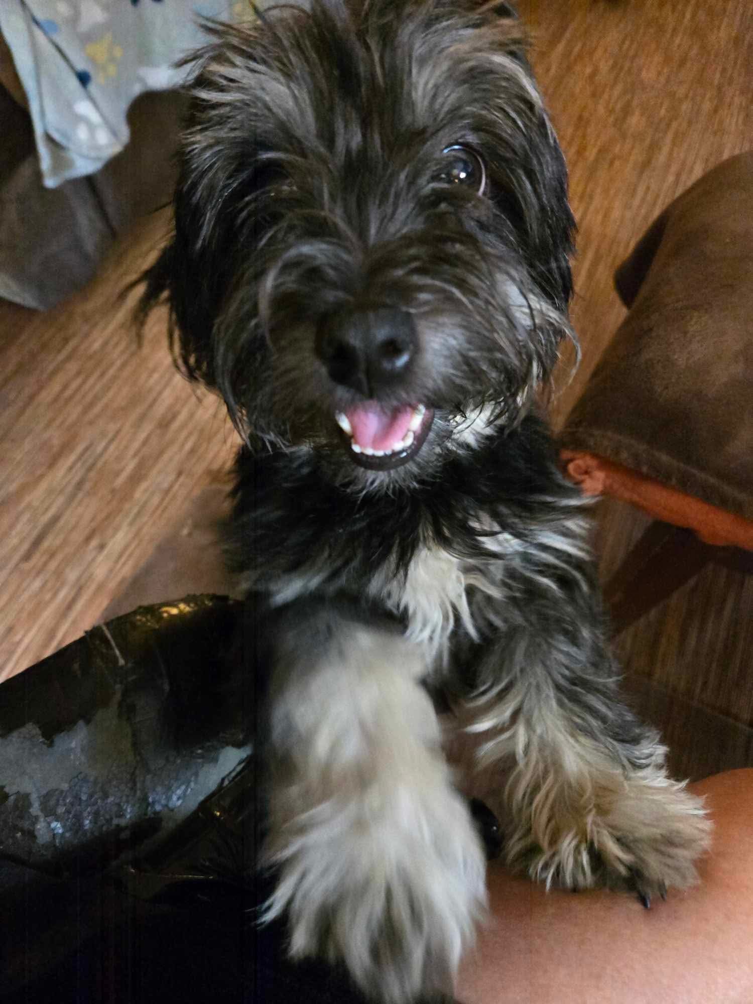 Icelyn, an adoptable Havanese in Gulfport, MS, 39503 | Photo Image 1