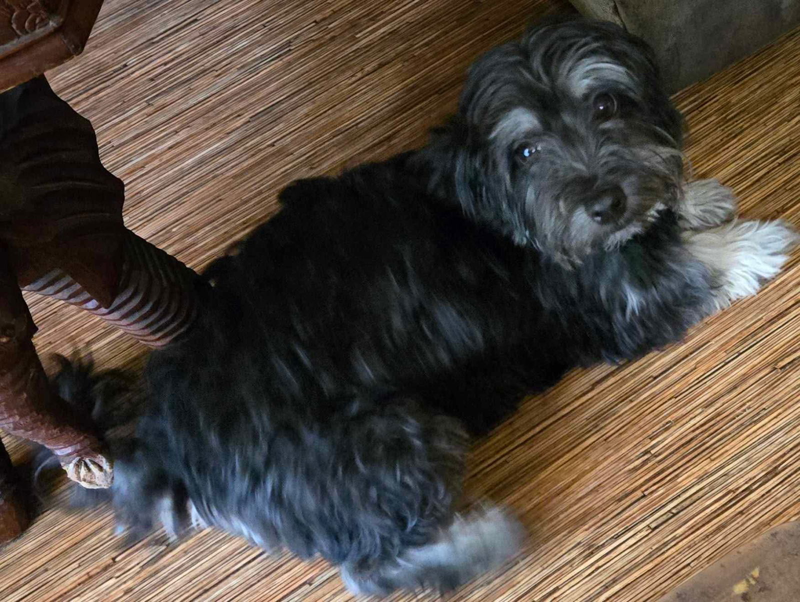 Icelyn, an adoptable Havanese in Gulfport, MS, 39503 | Photo Image 2