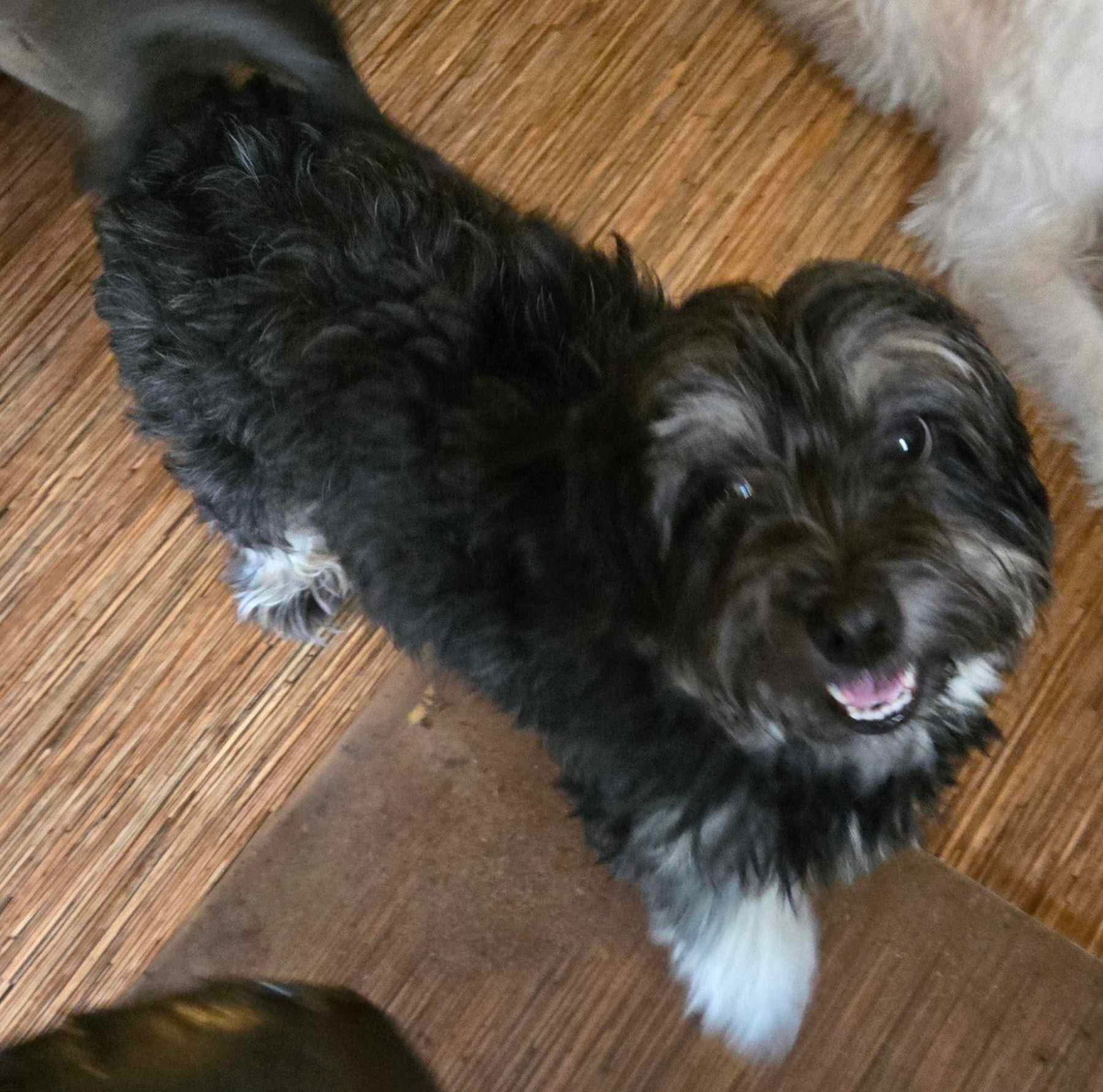 Icelyn, an adoptable Havanese in Gulfport, MS, 39503 | Photo Image 3