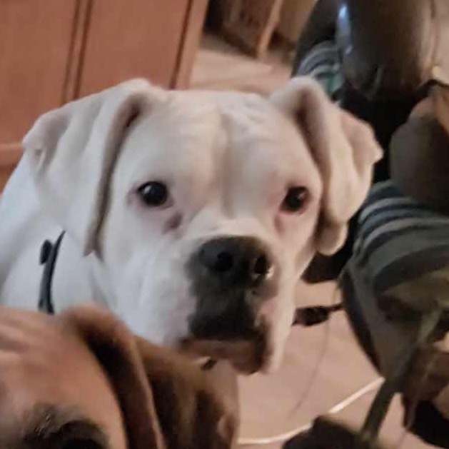 Cooper Roo