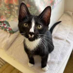 Hi My name is Meatball and Im at the Santa Barbara Campus Im a 5 month old male Domestic Shortha
