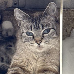 Hi My name is Toni and Im at the Santa Barbara Campus Im a 2 year old female Domestic Shorthair