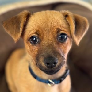 Hi there My name is Crab and Im at the Santa Maria Campus Im a 2 month old male mixed