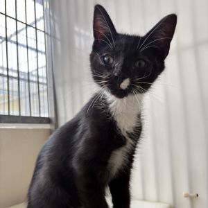 Hi My name is Solomon and Im at the Santa Barbara Campus Im a 2 month old male Domestic Shorthai