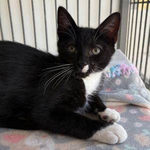 Hi My name is Solomon and Im at the Santa Barbara Campus Im a 2 month old male Domestic Shorthai