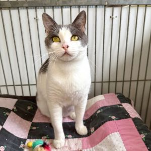 Hi My name is Pippa and Im at the Santa Barbara Campus Im a 2 year old female Domestic Shorthair