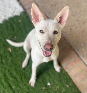 Trixie, Young Female unknown