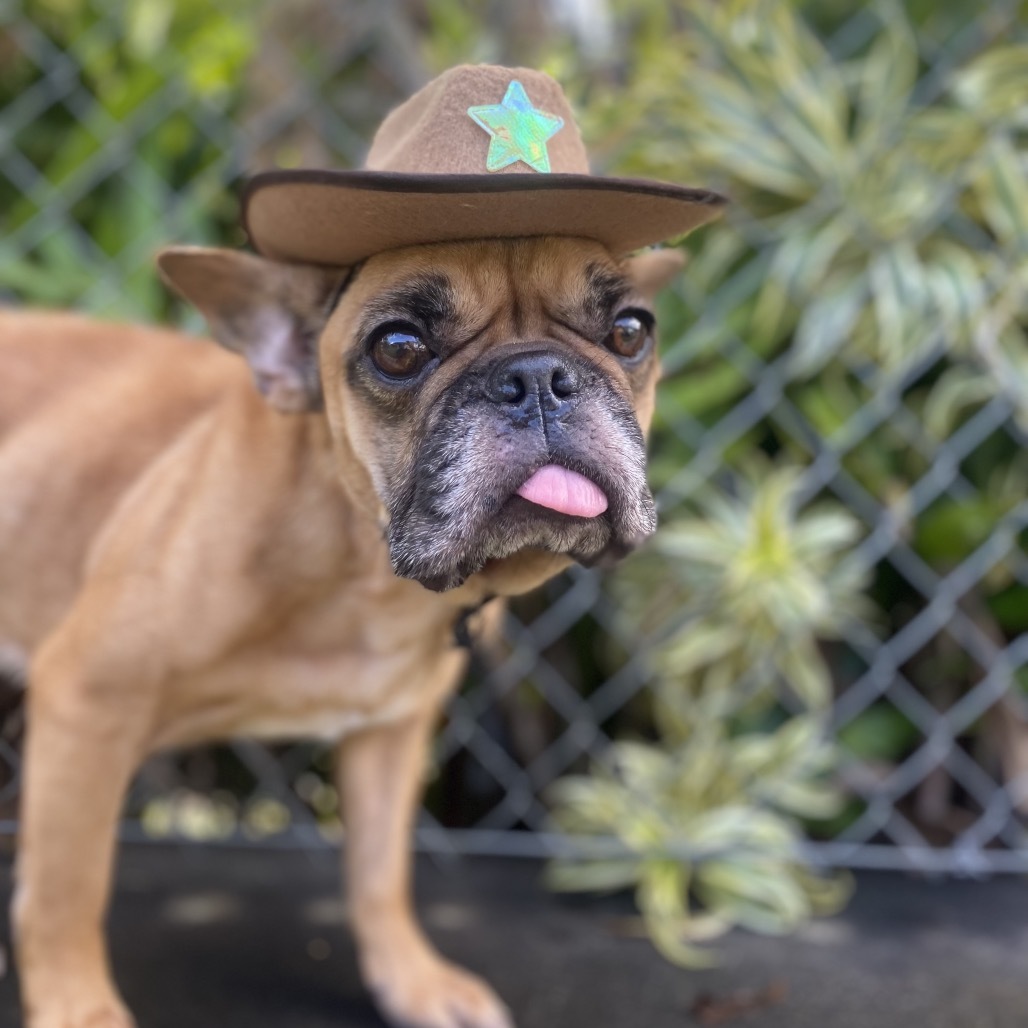 U'ilani COH-A-63998, an adoptable French Bulldog in Keaau, HI, 96749 | Photo Image 1
