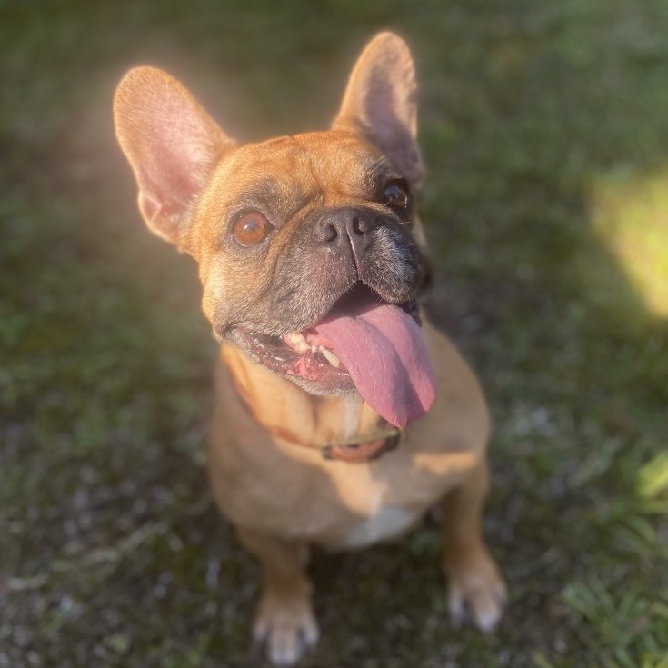 U'ilani COH-A-63998, an adoptable French Bulldog in Keaau, HI, 96749 | Photo Image 1