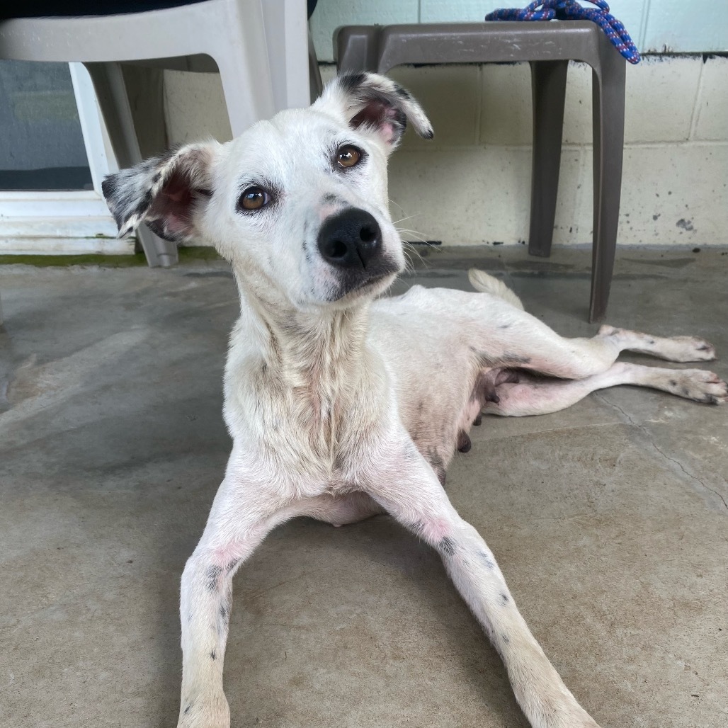 Freya AIR-Stray-12024, an adoptable Mixed Breed in Keaau, HI, 96749 | Photo Image 1