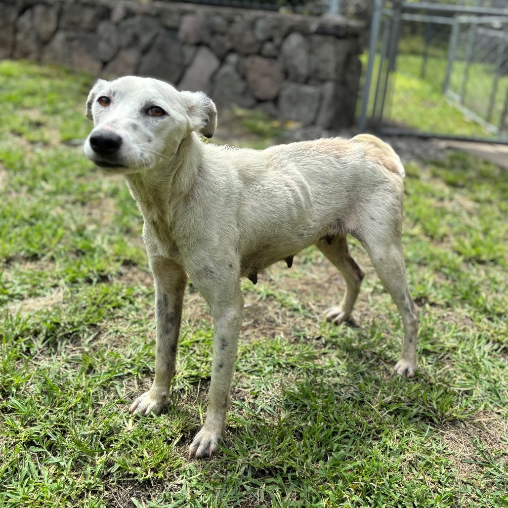 Freya AIR-Stray-12024, an adoptable Mixed Breed in Keaau, HI, 96749 | Photo Image 2