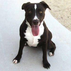 Tiki, Adult Female unknown