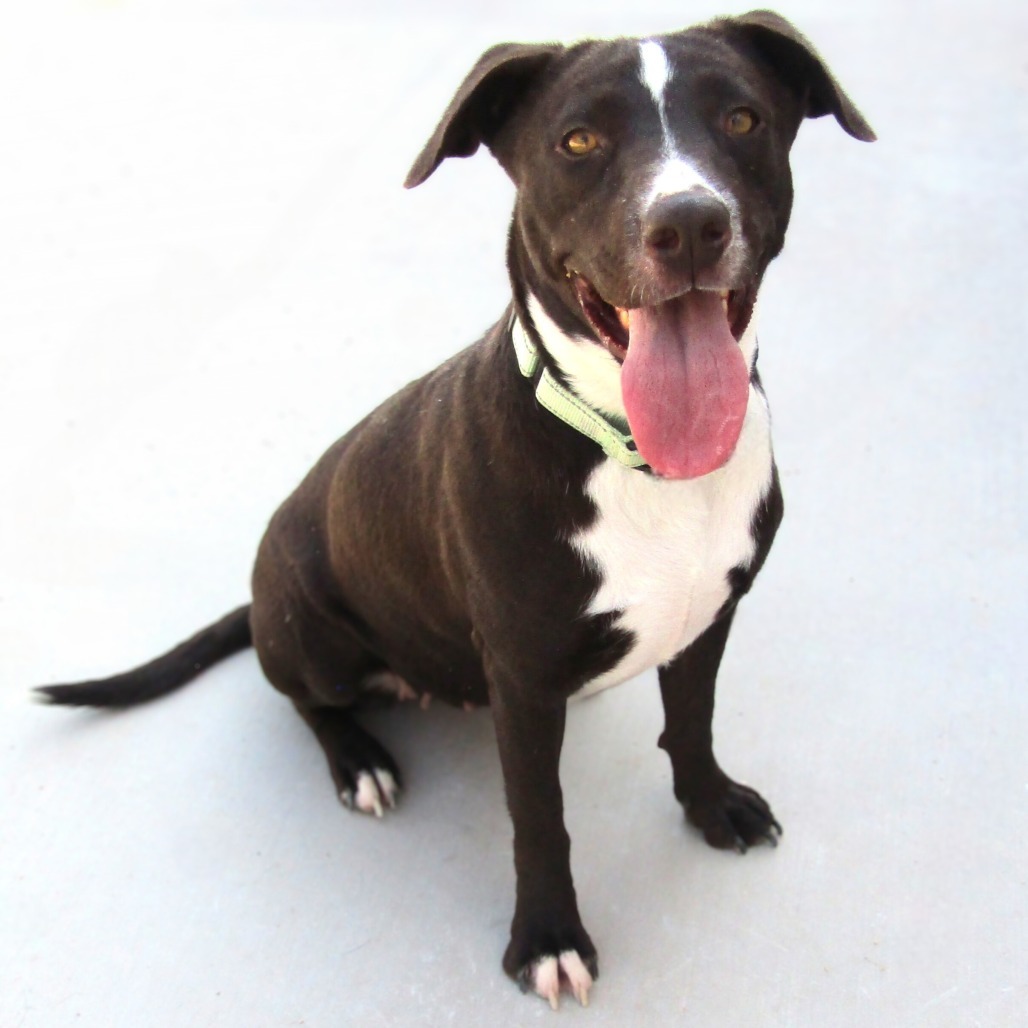 Tiki, an adoptable Mixed Breed in Las Cruces, NM, 88012 | Photo Image 1