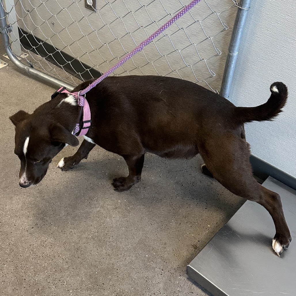 Tiki, an adoptable Mixed Breed in Las Cruces, NM, 88012 | Photo Image 2