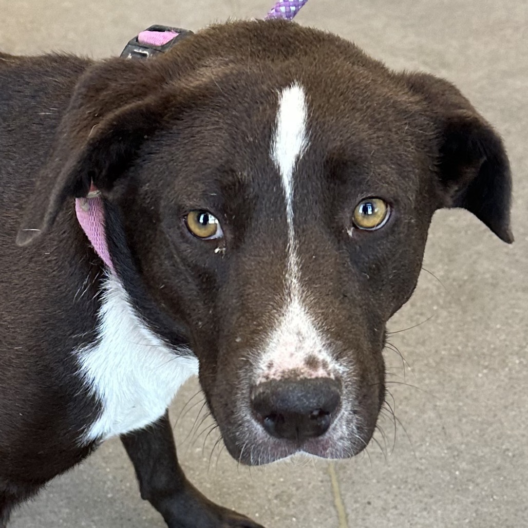 Tiki, an adoptable Mixed Breed in Las Cruces, NM, 88012 | Photo Image 2