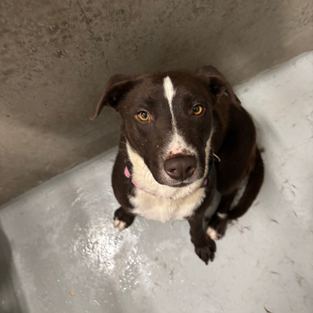 Tiki, an adoptable Mixed Breed in Las Cruces, NM, 88012 | Photo Image 3