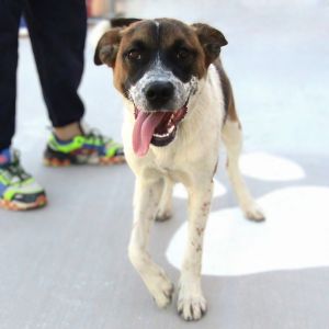 Zorro, Young Male Mixed Breed