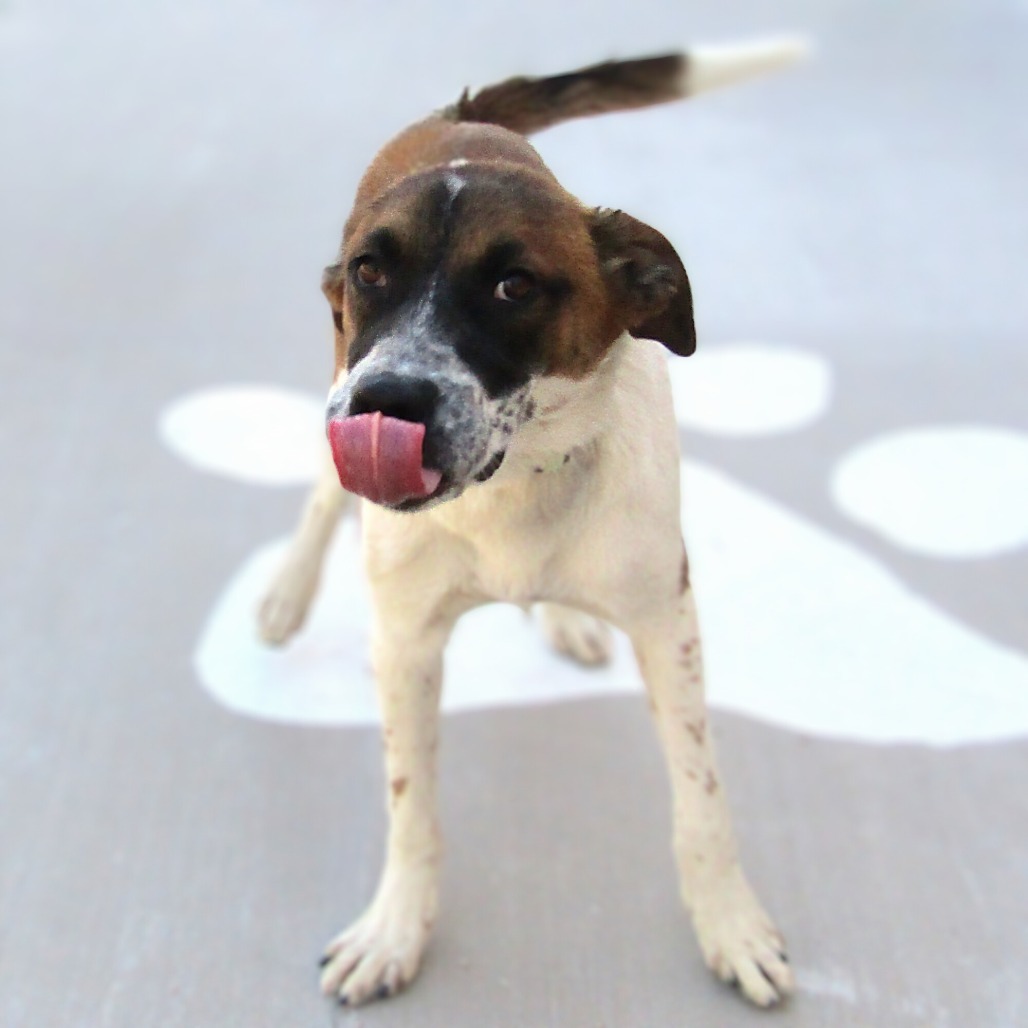 Zorro, an adoptable Mixed Breed in Las Cruces, NM, 88012 | Photo Image 2
