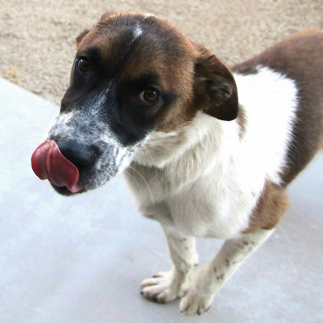 Zorro, an adoptable Mixed Breed in Las Cruces, NM, 88012 | Photo Image 3
