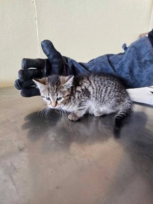 Izzy, Baby Female Domestic Medium Hair