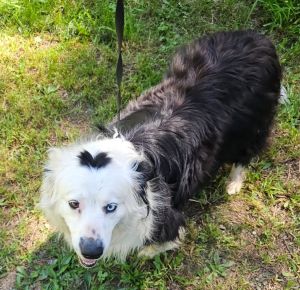 Audrey, Adult Female Australian Shepherd