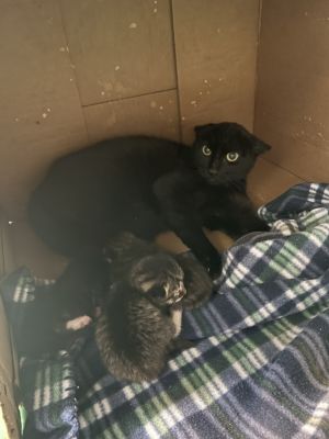 Feisty, Young Female Domestic Medium Hair